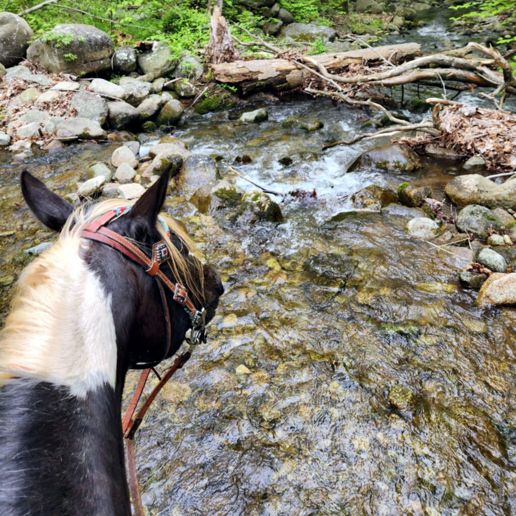 Fleetwood Trail Ride